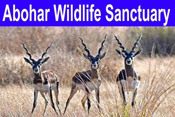 Abohar Wildlife Sanctuary