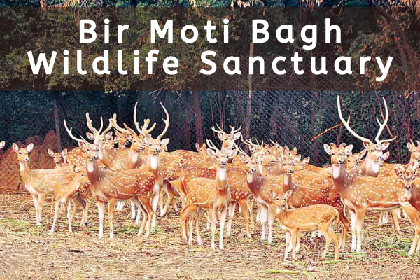 Bir Moti Bagh Wildlife Sanctuary