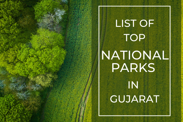 Top National Parks In Gujarat