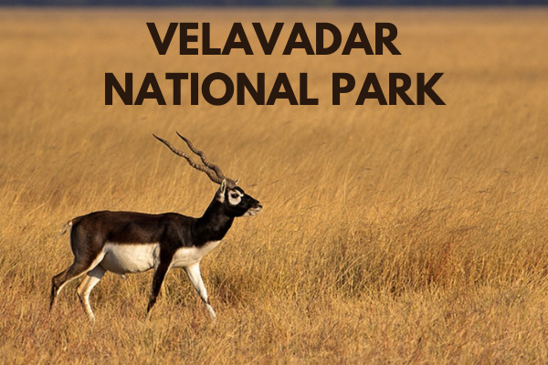Velavadar National Park