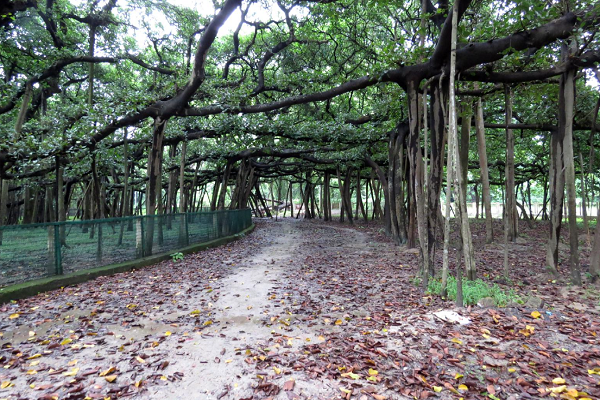 Calcutta Botanical Gardens